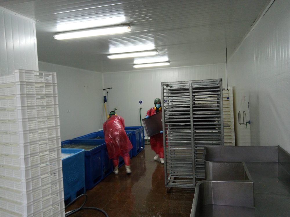 Operarios con equipo de protección personal manipulando contenedores en planta de proceso alimentario y acuícola.